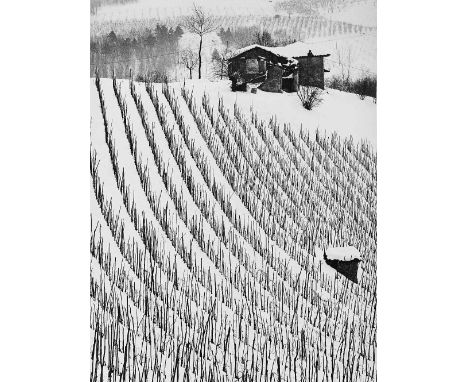  ALESSIO MIGLINO XX sec. Vigneti d’inverno 1976 Stampa fotografica vintage alla gelatina sali d’argento. Timbro dell’autore, 