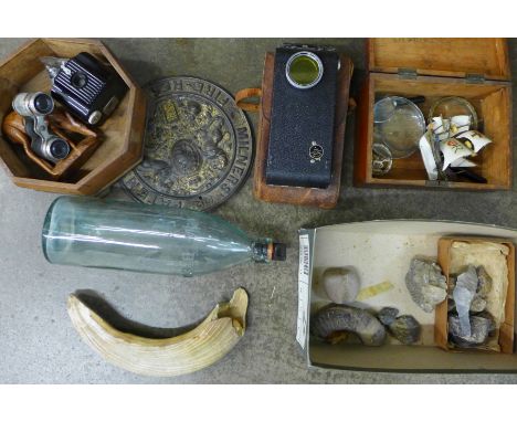 A collection of fossils and minerals, warthog tusk, RAAF box, magnifying glasses, Kodak folding camera, miner's patent fire r
