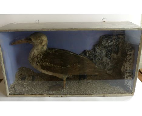A cased taxidermy of a young gannet, mid 20th CenturyThe 60cm long 36cm high gannet set in a naturalistic seascape, the glaze