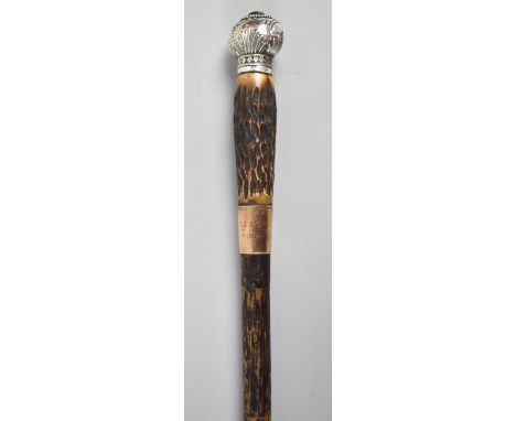 A Nice Quality Edwardian Walking Cane or Pacing Stick Having White Metal Finial and Silver Plated Band Inscribed for HB Boden