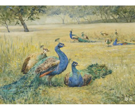 MILDRED ANNE BUTLER (IRISH 1858-1941) PEACOCKS Watercolour Signed (lower right) 26.5 x 35.5cm (10¼ x 13¾ in.)   Condition Rep