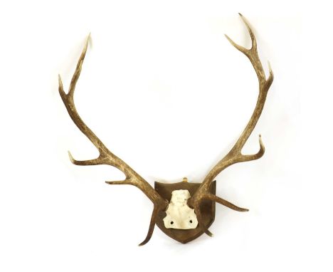 A set of royal stag antlers,20th century, with twelve points, on an articulated skull fragment mounted on a bevelled oak shie