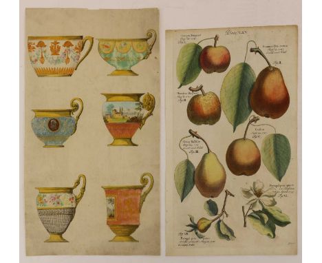 Continental School, 19th centuryTeacupswatercolour40.5 x 25cm, unframedtogether with a hand-coloured book plate of pears and 