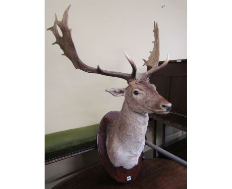 A good taxidermy stags head with well matched and symmetrical antlers  (The successful bidder of this lot will have the first