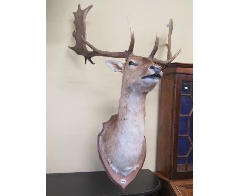 A good taxidermy stags head with well matched and symmetrical antlers  (The successful bidder of previous lot 1839 will have 