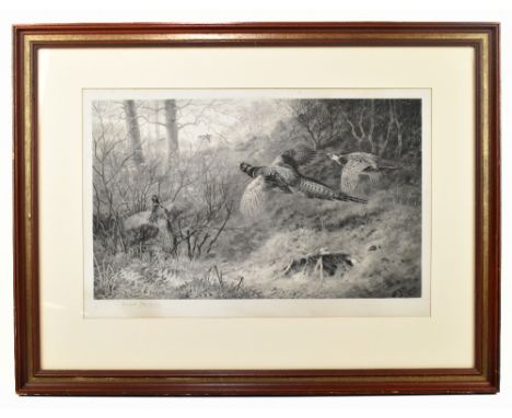 ARCHIBALD THORBURN (1860-1935); pencil signed print, pheasants in flight, 38 x 58cm, framed and glazed.Additional Information
