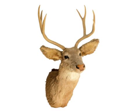 A taxidermy seven point deer's head: 94cm high, together with a roe deer skull and a set of  eleven point deer antlers on a s