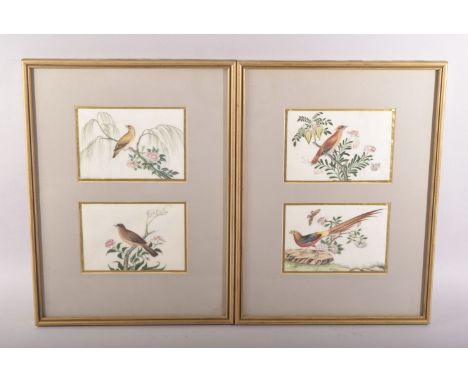 A SET OF FOUR FRAMED AND GLAZED CHINESE PITH PAINTINGS OF BIRDS, each painting depicting different birds amongst native flora