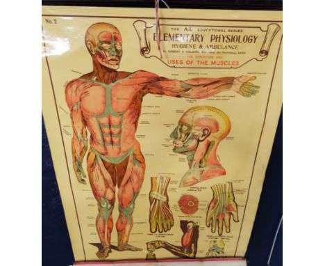 An educational print, the A.L. series Elementary Physiology Hygiene and Ambulance 'Uses of Muscles'. Number two. 1m x 70cm ap