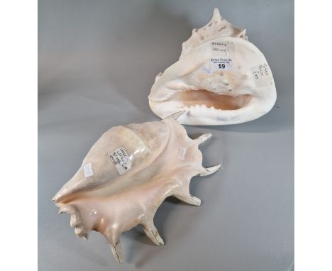 Large Lambis spider shell and a Horned Helmet Conch shell. (2) (B.P. 21% + VAT)
