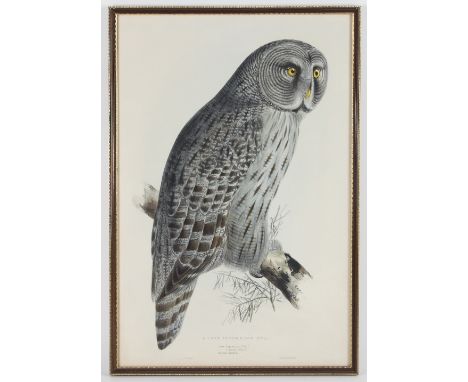 After Edward Lear/Owls/three hand coloured ornithological prints, 54cm x 36cm and/after P.J.Selby/Tengmalm's Owl/print, 54cm 