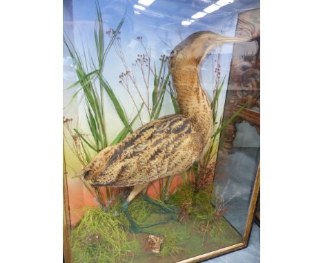 Taxidermy: A bittern, in naturalistic setting and three glass ebonised case, with label for Lewis Hutton, Bristol. 47.5 x 64 