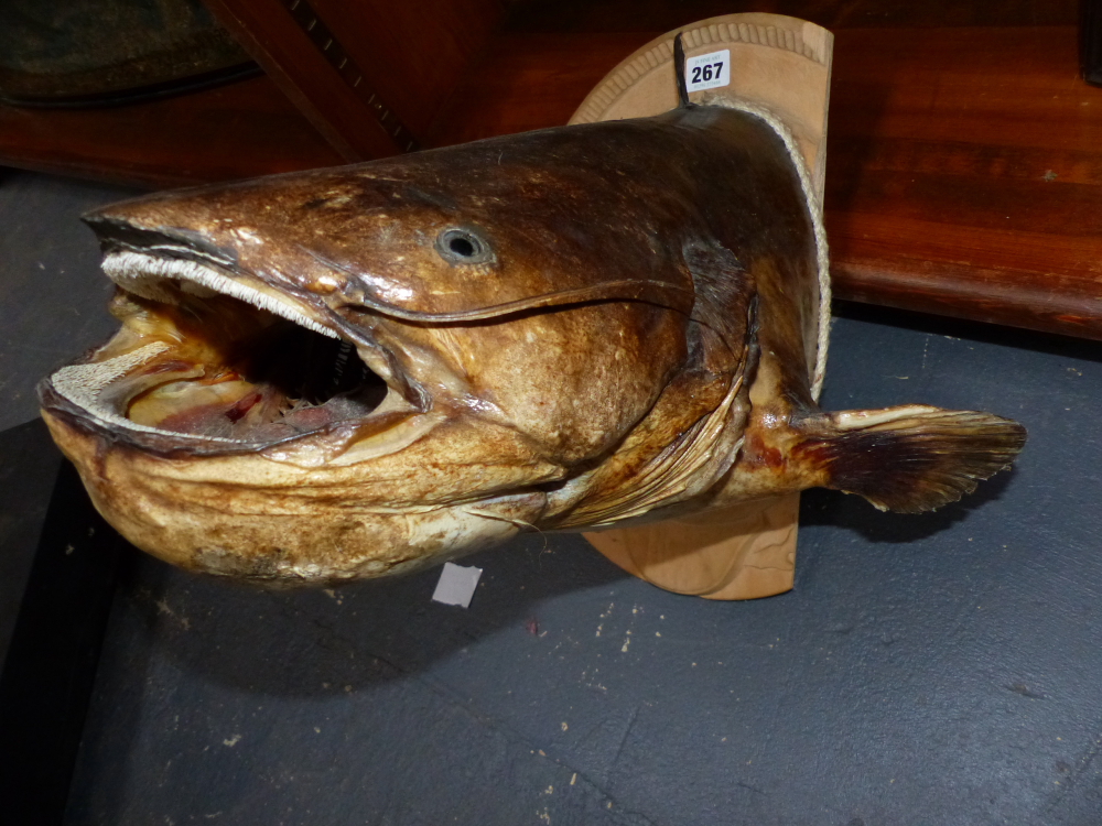 Taxidermy A catfish head, mounted on a shield (a/f)