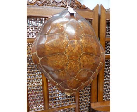 Taxidermy: Two green turtle (Chelonia mydas) shells, approximately 55cm (2)  