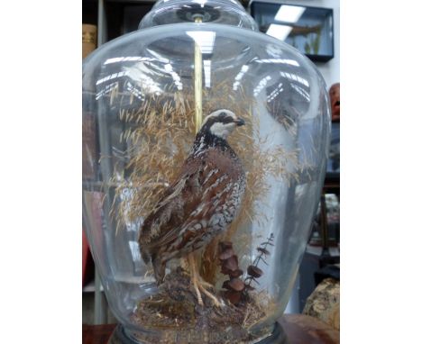 A quail, mounted inside a glass table lamp, 40cm high to fitting.