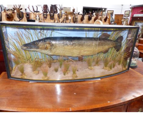 Taxidermy: A pike, mounted amidst reeds in bowfront three glass ebonised case, 31lbs Caught River Arrow, Alcester, 23.6.63 Ol