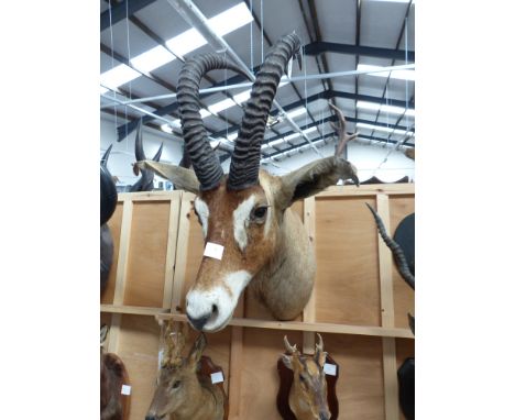 Taxidermy: A roan head and neck mount, horns 65cm long. With exhibition label and prize medal, international Big game exhibit