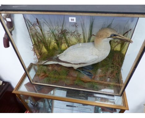 Taxidermy: A gannet mounted amidst grasses in three glass ebonised and silvered case by Lewis Hutton. 77.5 x 65 x 23.5cm.