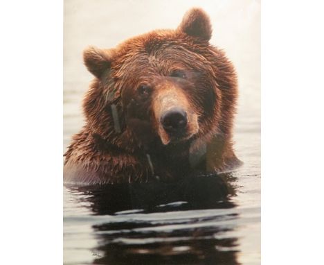 Thomas Mangelsen Bear Swimming, framed limited edition photographic portrait of a bear, 19 x 14