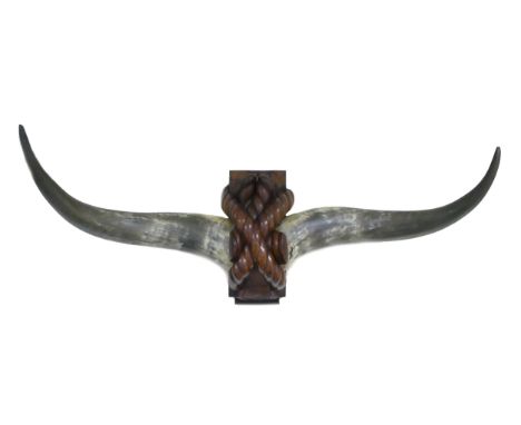 19th century Butchers shop prized bull Mahogany mounted Highland bull horns, length 113cm Please note this item is not suitab