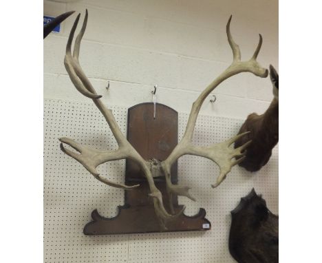 A set of Reindeer antlers set on a pine plaque inscribed "R Hodd Can Mr and Mrs W.S. Jones Dolgellau"