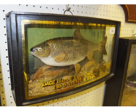 A stuffed and mounted Dace in naturalistic setting, housed in a bow fronted glazed display case, inscribed to glass case "11o
