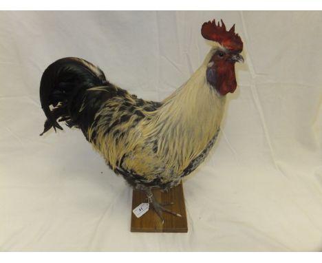 A modern stuffed and mounted Light Sussex Cockerel on an oak plinth base, bears label "M J Ball Taxidermist" CONDITION REPORT