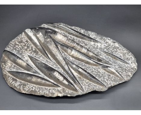 Natural History: a large Orthoceras fossil, 36cm wide.