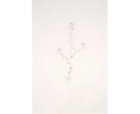 Michael Landy (b.1963)Shepherd's Purse 4Etching, 2003, signed and dated in pencil verso, numbered from the edition of 200 ver