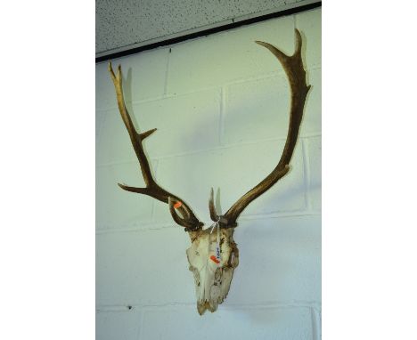 A PAIR OF STAG ANTLERS, mounted on a skull, approximate size width 50cm x height 70cm