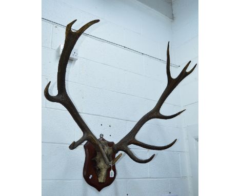 A PAIR OF EARLY 20TH CENTURY STAG ANTLERS, mounted on a skull with a shield plinth, approximate width 102cm