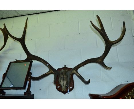 A PAIR OF EARLY 20TH CENTURY STAG ANTLERS, mounted on a skull with a shield plinth, approximate size width 111cm