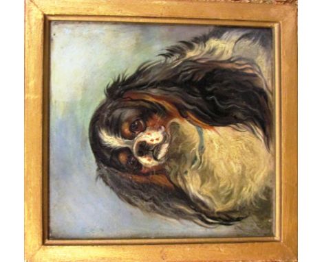 Oil on board portrait of spaniel dog, unsigned, 18.5cm x 17.5cm, in a gilt acanthus moulded frame