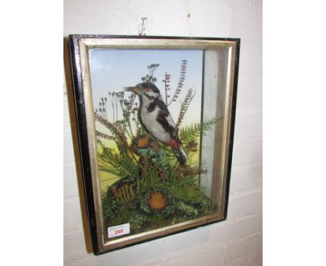 Taxidermy - a great spotted woodpecker in a naturalistic setting, in a glazed case with paper label verso 'LEWIS HUTTON BRIST