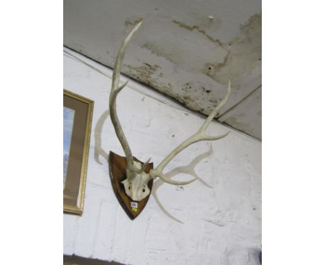 HUNTING, shield mounted pair of stag antlers 