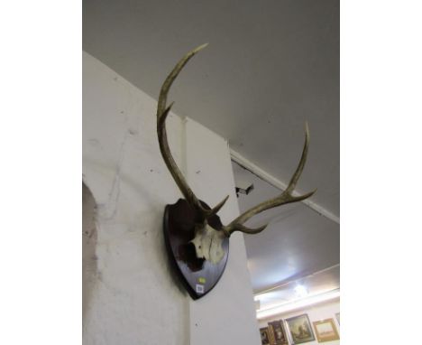 HUNTING, shield mounted pair of stag antlers 