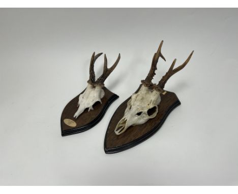 A set of Roebuck antlers and skull mounted on a wooden shield with brass inscription of 'R.A.W 6-07-06 DUNROBIN 53lbs' (l. 30