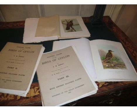 Four Vintage Volumes G M Henry Birds of Ceylon Plates Dated Between 1927 and 1935