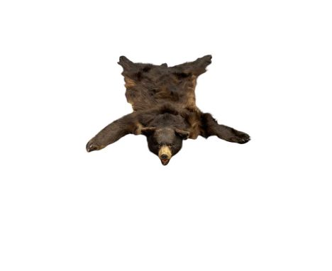 A Bear skin rug, 133cm nose to tail