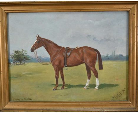 Imogen Muntz, 20th century, oil on board - Portrait of a horse 'Dora', signed and titled, 22cm x 29cm, in glazed frame