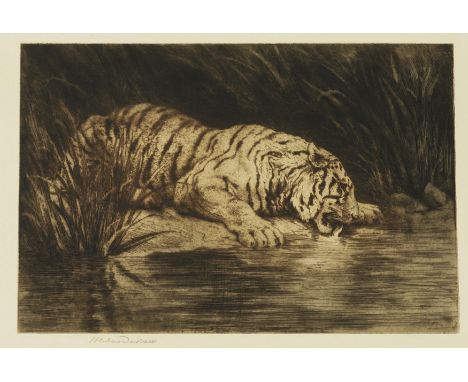 HERBERT DICKSEE (BRITISH, 1862-1942)Tiger Drinking signed 'Herbert Dicksee' (lower left margin) etching 20 x 30cm (unframed) 