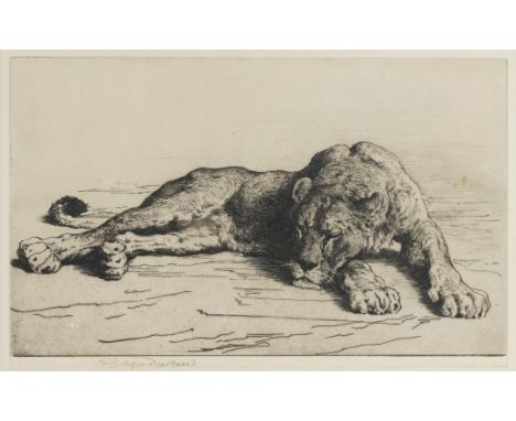 HERBERT DICKSEE (BRITISH, 1862-1942)Lioness Asleep signed 'Herbert Dicksee' (lower left margin) etching 18 x 30cm  Provenance