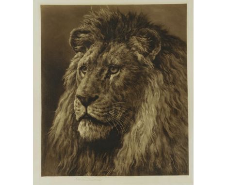 HERBERT DICKSEE (BRITISH, 1862-1942)Head of a Lion (1915) signed 'Herbert Dicksee' (lower left margin), published by Frost & 