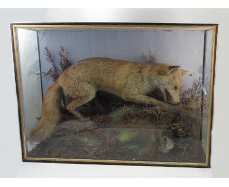 A taxidermy group, of a fox hunting a rabbit in its hole, in naturalistic setting, within a glazed case, 27ins x 37ins
