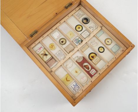 A pine box, containing nine trays of approximately 103 named glass microscope slides, to include young newt entire, palate of