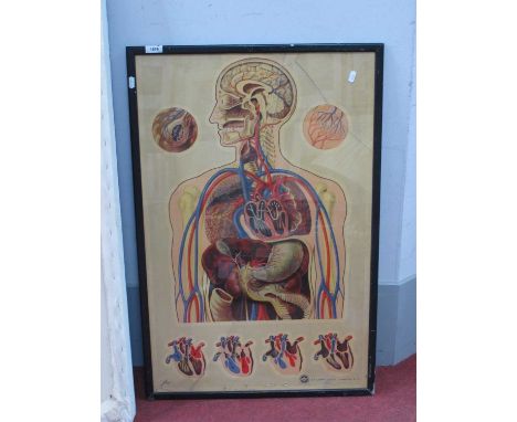 After J. HTeck, print of The Organs of The Human Body, for St John's Ambulance, in frame 86.5 x 58cm.