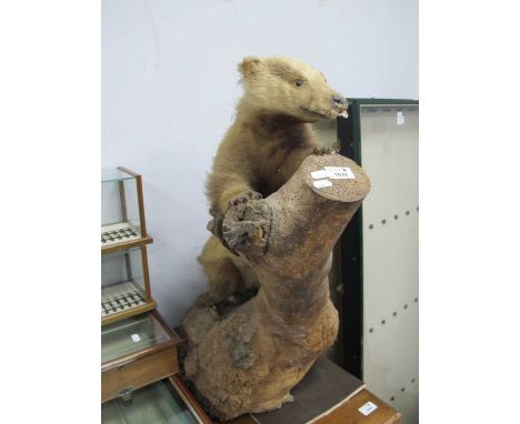 Taxidermy, circa 1900, Badger stood against tree trunk, approximately 68cm high, (woodworm, damage).