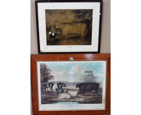After W. H Davies, Two short horned oxon and sheep, lithograph with hand colouring, 55cm x 72cm, together with a further prin