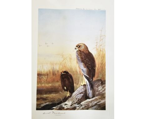 [Thorburn, Archibald ] "Thorburn's Birds of Prey"&nbsp;facsimile of 1919 edition, Major Iain Grahame , Sporting and Natural H