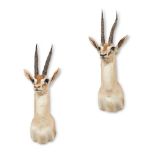 Y A PAIR OF PRESERVED THOMSON GAZELLES